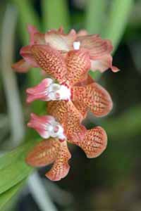 Singapore,Orchidee 031